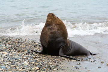 Fototapeta premium sea lion on the beach
