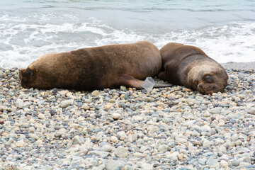 sea lions on a beach