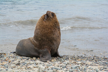 sea lion on the beach