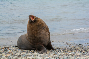 sea lion on the beach