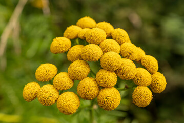 Close-up of the inflorescence of common tansy (Tanacetum vulgare) with bright yellow flowers