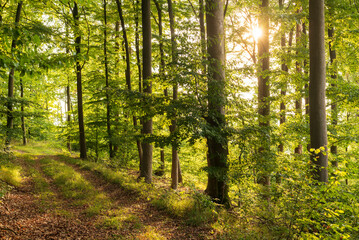Idyllic forest scene with the evening sun shining through the leaves of huge old beech trees on a forest path, Bad Pyrmont, Weserbergland, Germany