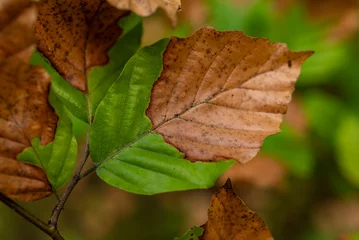 Fototapeten Partially dry green and brown foliage of a beech tree after a very dry summer in Germany © teddiviscious