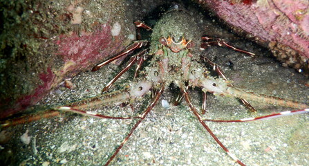 Costa Rica Sealife Pacific/Caribbean