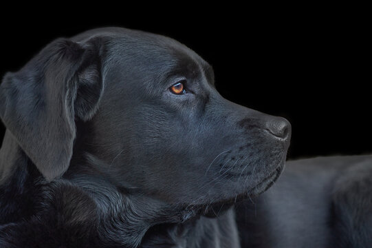 Profile of a black labrador retriever dog. A young dog on a black background.