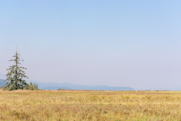 Evergreen on Coastal Plain