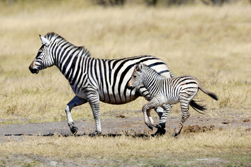Fototapeta na wymiar zebras mother and baby running in the wild
