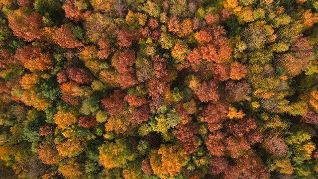 Goldener Herbstwald, Indian Summer