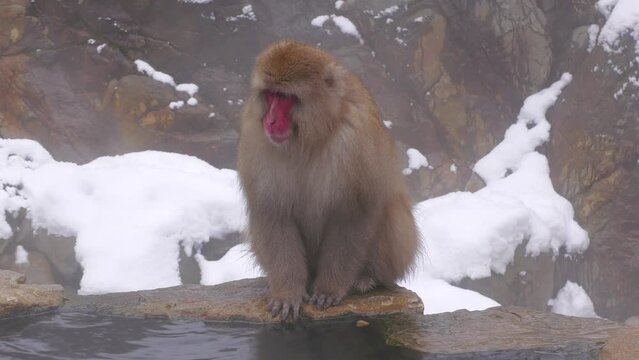 スノーモンキー（地獄谷野猿公苑）