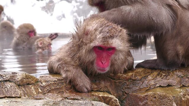 スノーモンキー（地獄谷野猿公苑）