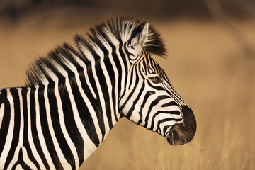 zebra in the wild. A side portrait of a zebra that I stook in Africa while on safari. 