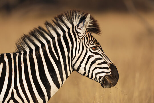 zebra in the wild. A side portrait of a zebra that I stook in Africa while on safari. 