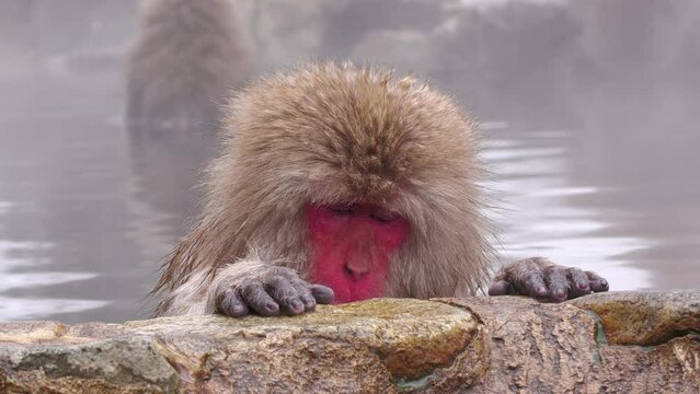 スノーモンキー（地獄谷野猿公苑）