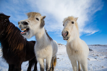 Horses in Iceland. Wild horses in a group. Horses on the Westfjord in Iceland. Composition with wild animals.