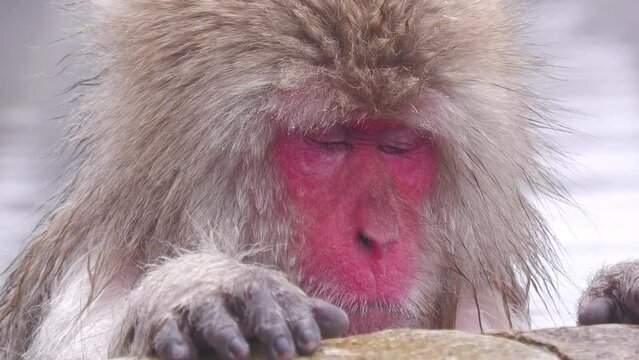 スノーモンキー（地獄谷野猿公苑）