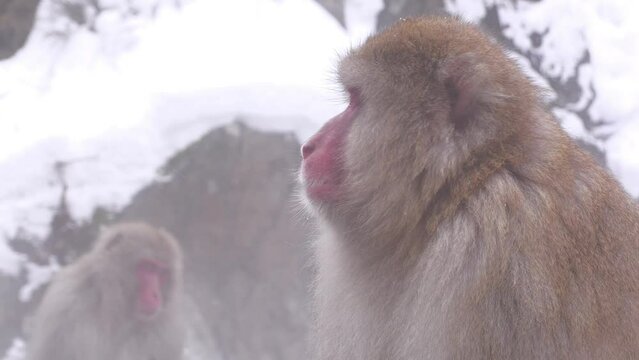 スノーモンキー（地獄谷野猿公苑）