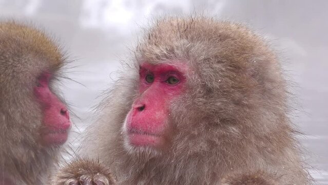 スノーモンキー（地獄谷野猿公苑）