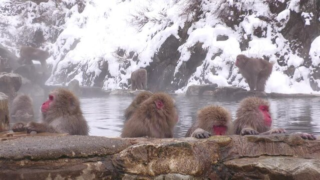 スノーモンキー（地獄谷野猿公苑）
