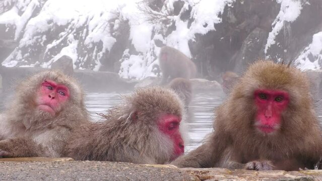 スノーモンキー（地獄谷野猿公苑）