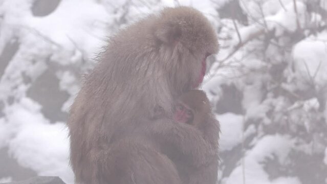 スノーモンキー（地獄谷野猿公苑）