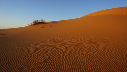 Cluster of dry grass on a rippled sand dune of the western Sahara desert near Merzouga, Morocco at sunset.
