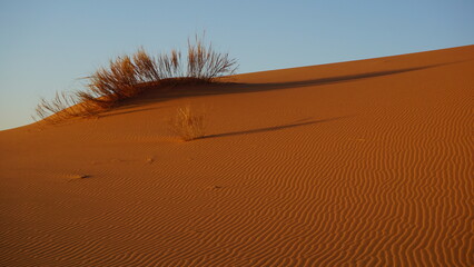 Cluster of dry grass on a sand dune of the western Sahara desert near Merzouga, Morocco at sunset.