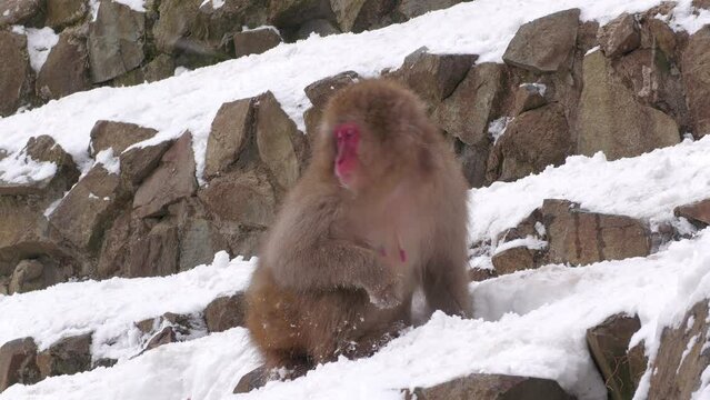 スノーモンキー（地獄谷野猿公苑）