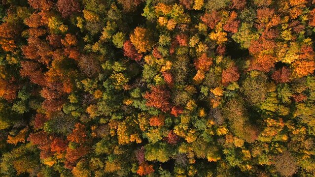 Goldener Herbstwald, Indian Summer