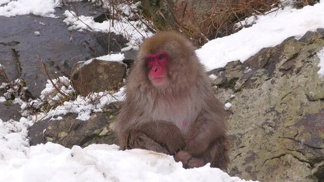 スノーモンキー（地獄谷野猿公苑）