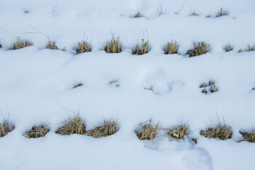 雪が積もった稲刈り畑