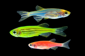 Fototapeta premium colorful aquarium fish zebrafish isolated on black background.