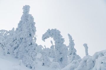 snow covered trees in winter