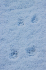 Obraz premium 雪に残る犬の足跡