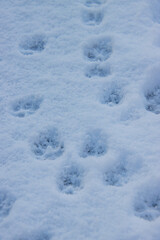 Fototapeta na wymiar 雪に残る犬の足跡