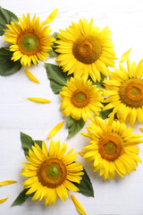 Beautiful bright sunflowers and petals on white wooden background, flat lay