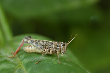 Fototapeta premium Common grasshopper on green leaf outdoors. Wild insect