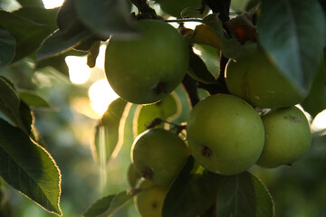 Ripe apples on tree branch in garden