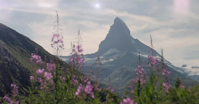 Matterhorn view behind pink willowherb flowers