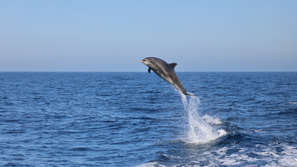dolphin jumping out of water, dolphin jumping, bottlenose dolphin  © FPLV