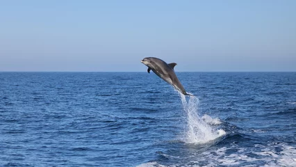 Fotobehang Dolfijn dolphin jumping out of water, dolphin jumping, bottlenose dolphin   © FPLV