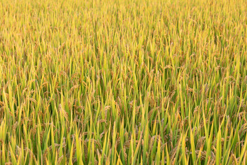 Rice field.Ears of golden rice on the farm