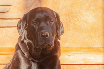 Labrador retriever dog on a beige background in sunlight. Portrait of a black dog, a puppy.