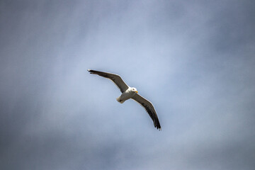 seagull flying in the sky