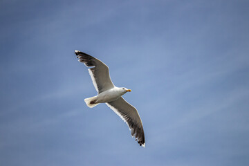 seagull flying in the sky