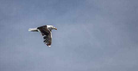 seagull flying in the sky