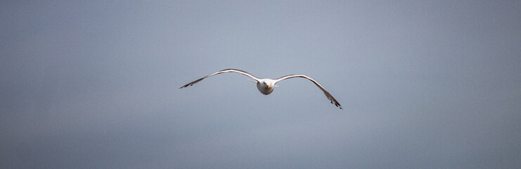 seagull coming directly at viewer