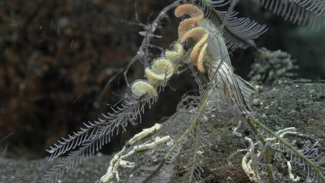 Transparent Skeleton shrimp sit on corals next to caviar nudibranch.