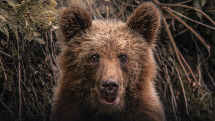 brown bear portrait