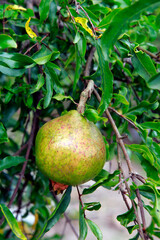 Pomegranate tree with ripe fruits on nature