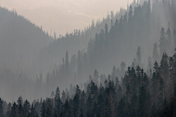 Naklejka premium forest with smoke from forest fires in the summer in the rocky mountains in canada